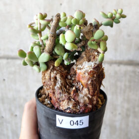 【現品限り】ケラリア・ピグマエア 現地株 約1年管理【V45】 Ceraria pygmae【植物】塊根植物 夏型 コーデックス