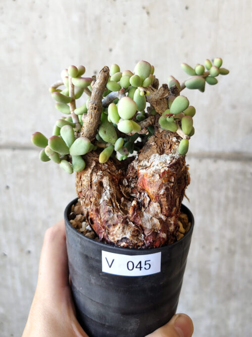 【現品限り】ケラリア・ピグマエア 現地株 約1年管理【V45】 Ceraria pygmae【植物】塊根植物 夏型 コーデックス