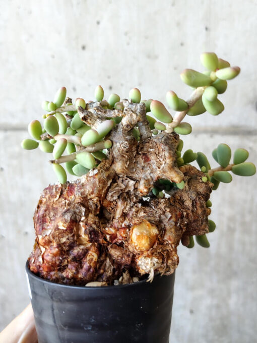 【現品限り】ケラリア・ピグマエア 現地株 約1年管理【V45】 Ceraria pygmae【植物】塊根植物 夏型 コーデックス - 画像 (3)