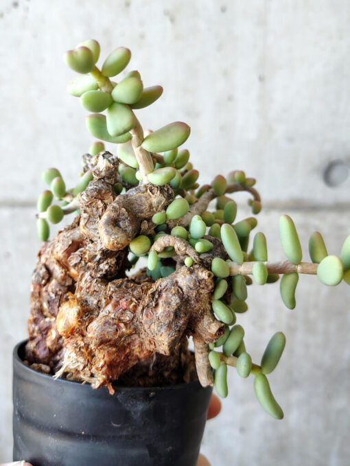 【現品限り】ケラリア・ピグマエア 現地株 約1年管理【V45】 Ceraria pygmae【植物】塊根植物 夏型 コーデックス - 画像 (4)