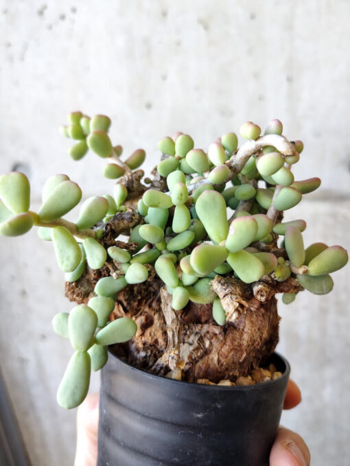 【現品限り】ケラリア・ピグマエア 現地株 約1年管理【V45】 Ceraria pygmae【植物】塊根植物 夏型 コーデックス - 画像 (5)