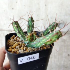 【現品限り】ユーフォルビア・カリサナ【V46】 Euphorbia kalisana【植物】塊根植物 夏型 コーデックス