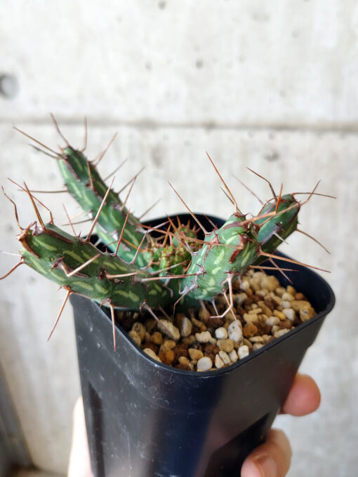 【現品限り】ユーフォルビア・カリサナ【V46】 Euphorbia kalisana【植物】塊根植物 夏型 コーデックス - 画像 (4)