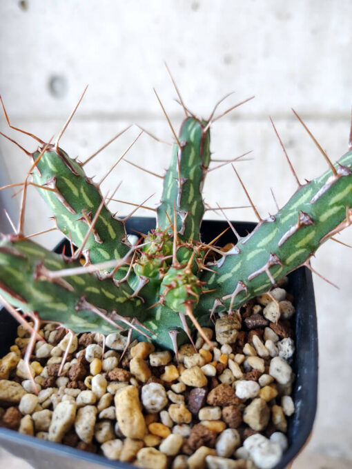【現品限り】ユーフォルビア・カリサナ【V46】 Euphorbia kalisana【植物】塊根植物 夏型 コーデックス - 画像 (5)