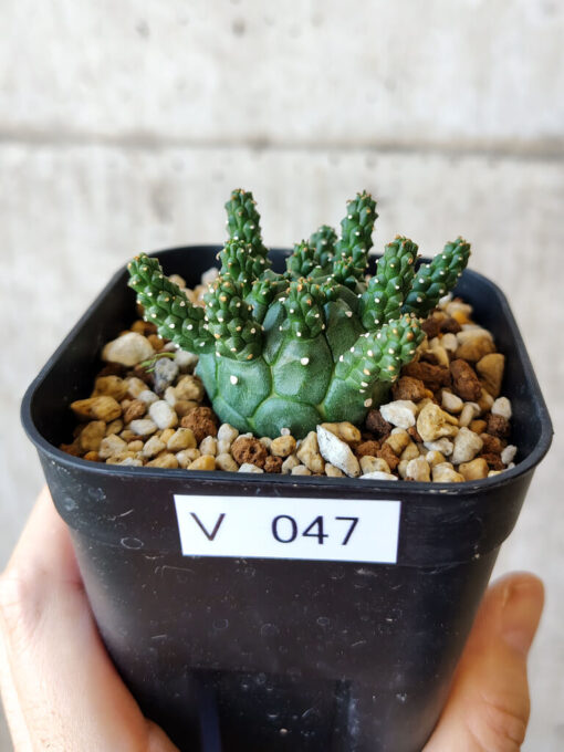 【現品限り】ユーフォルビア・ガムケンシス【V47】 Euphorbia gamkensis【植物】塊根植物 夏型 コーデックス