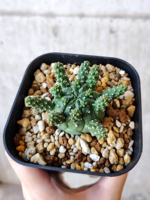 【現品限り】ユーフォルビア・ガムケンシス【V47】 Euphorbia gamkensis【植物】塊根植物 夏型 コーデックス - 画像 (2)