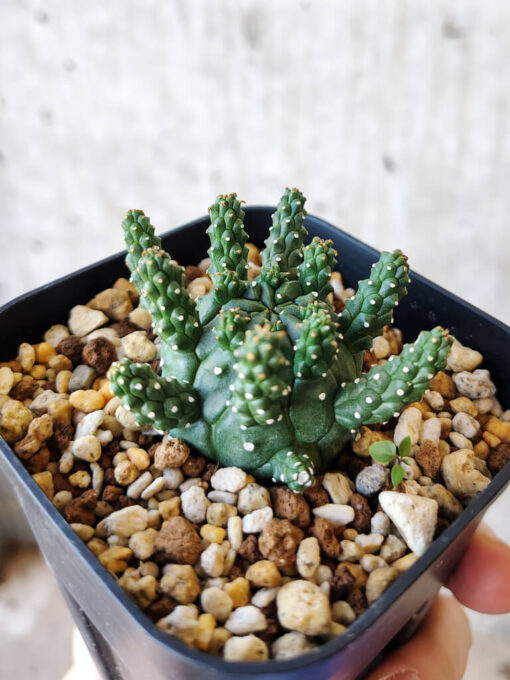 【現品限り】ユーフォルビア・ガムケンシス【V47】 Euphorbia gamkensis【植物】塊根植物 夏型 コーデックス - 画像 (5)