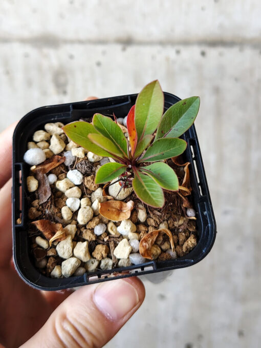 【現品限り】フォークイエリア・ファシクラータ【V4】 Fouquieria fasciculata【植物】塊根植物 夏型 コーデックス - 画像 (2)
