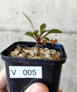 【現品限り】フォークイエリア・ファシクラータ【V5】 Fouquieria fasciculata【植物】塊根植物 夏型 コーデックス
