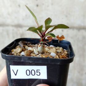 【現品限り】フォークイエリア・ファシクラータ【V5】 Fouquieria fasciculata【植物】塊根植物 夏型 コーデックス