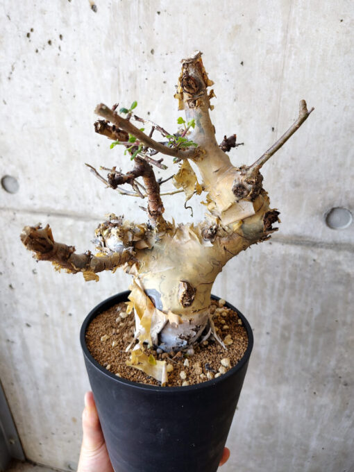 【現品限り】コミフォラ・カタフ ターカネンシス 現地株 発根済み 約10ヶ月管理【V50】 Commiphora kataf turkanensis【植物】塊根植物 夏型 コーデックス - 画像 (4)