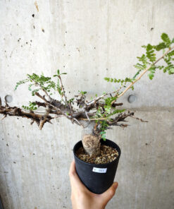 【現品限り】ボスウェリア・ネグレクタ 現地株 発根済み 長期管理【V51】 Boswellia neglecta【植物】塊根植物 夏型 コーデックス