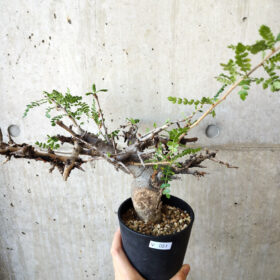 【現品限り】ボスウェリア・ネグレクタ 現地株 発根済み 長期管理【V51】 Boswellia neglecta【植物】塊根植物 夏型 コーデックス