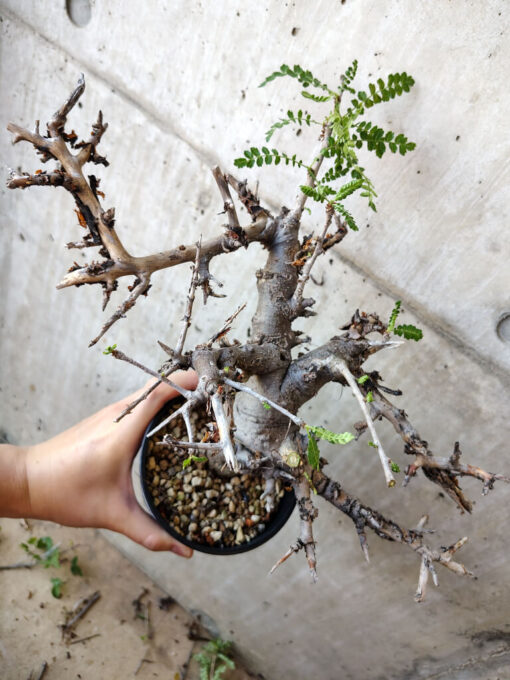 【現品限り】ボスウェリア・ネグレクタ 現地株 発根済み 長期管理【V51】 Boswellia neglecta【植物】塊根植物 夏型 コーデックス - 画像 (3)