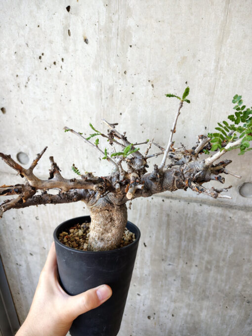 【現品限り】ボスウェリア・ネグレクタ 現地株 発根済み 長期管理【V51】 Boswellia neglecta【植物】塊根植物 夏型 コーデックス - 画像 (5)