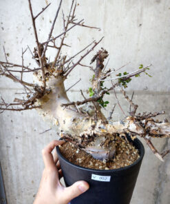 【現品限り】コミフォラ・カタフ ターカネンシス 発根済み 2年以上管理【V52】 Commiphora kataf turkanensis【植物】塊根植物 夏型 コーデックス