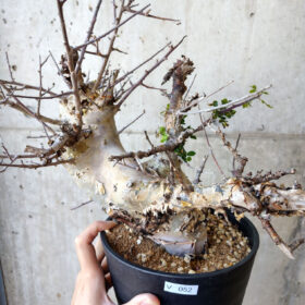 【現品限り】コミフォラ・カタフ ターカネンシス 発根済み 2年以上管理【V52】 Commiphora kataf turkanensis【植物】塊根植物 夏型 コーデックス