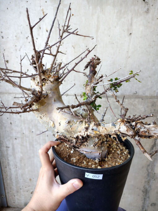 【現品限り】コミフォラ・カタフ ターカネンシス 発根済み 2年以上管理【V52】 Commiphora kataf turkanensis【植物】塊根植物 夏型 コーデックス
