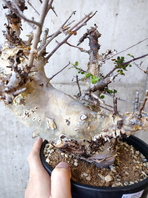 【現品限り】コミフォラ・カタフ ターカネンシス 発根済み 2年以上管理【V52】 Commiphora kataf turkanensis【植物】塊根植物 夏型 コーデックス - 画像 (2)