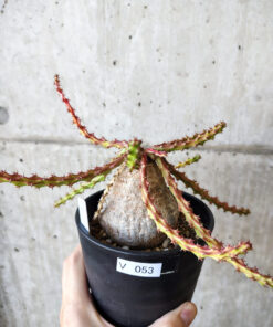 【現品限り】ユーフォルビア・デシドゥア 現地株 発根済み 長期管理【V53】 Euphorbia decidua【植物】塊根植物 夏型 コーデックス