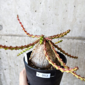 【現品限り】ユーフォルビア・デシドゥア 現地株 発根済み 長期管理【V53】 Euphorbia decidua【植物】塊根植物 夏型 コーデックス