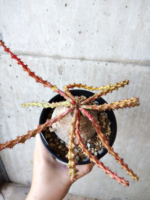 【現品限り】ユーフォルビア・デシドゥア 現地株 発根済み 長期管理【V53】 Euphorbia decidua【植物】塊根植物 夏型 コーデックス - 画像 (2)