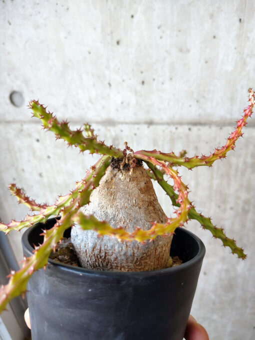 【現品限り】ユーフォルビア・デシドゥア 現地株 発根済み 長期管理【V53】 Euphorbia decidua【植物】塊根植物 夏型 コーデックス - 画像 (4)