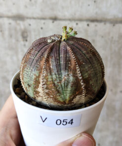 【現品限り】ユーフォルビア・オベサ【V54】 Euphorbia obesa【植物】塊根植物 夏型 コーデックス