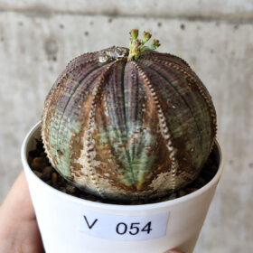 【現品限り】ユーフォルビア・オベサ【V54】 Euphorbia obesa【植物】塊根植物 夏型 コーデックス