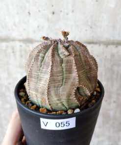 【現品限り】ユーフォルビア・オベサ【V55】 Euphorbia obesa【植物】塊根植物 夏型 コーデックス