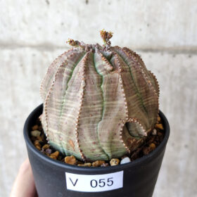 【現品限り】ユーフォルビア・オベサ【V55】 Euphorbia obesa【植物】塊根植物 夏型 コーデックス