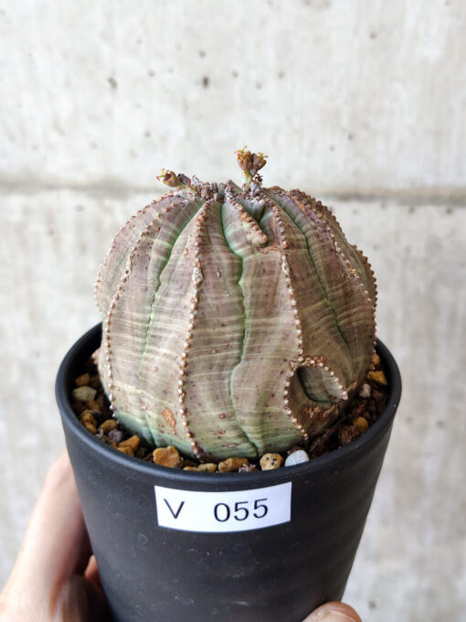 【現品限り】ユーフォルビア・オベサ【V55】 Euphorbia obesa【植物】塊根植物 夏型 コーデックス