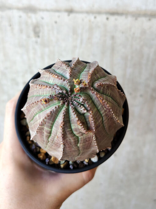 【現品限り】ユーフォルビア・オベサ【V55】 Euphorbia obesa【植物】塊根植物 夏型 コーデックス - 画像 (2)
