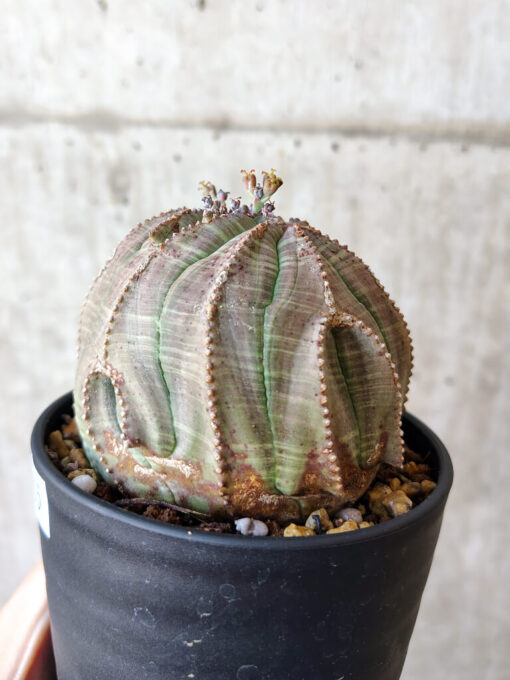 【現品限り】ユーフォルビア・オベサ【V55】 Euphorbia obesa【植物】塊根植物 夏型 コーデックス - 画像 (3)