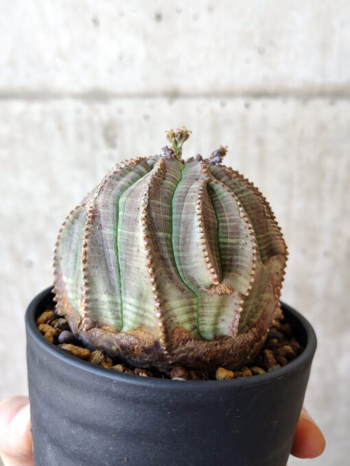 【現品限り】ユーフォルビア・オベサ【V55】 Euphorbia obesa【植物】塊根植物 夏型 コーデックス - 画像 (4)