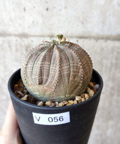 【現品限り】ユーフォルビア・オベサ【V56】 Euphorbia obesa【植物】塊根植物 夏型 コーデックス
