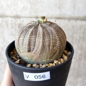 【現品限り】ユーフォルビア・オベサ【V56】 Euphorbia obesa【植物】塊根植物 夏型 コーデックス