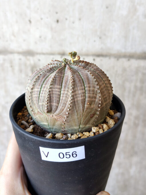 【現品限り】ユーフォルビア・オベサ【V56】 Euphorbia obesa【植物】塊根植物 夏型 コーデックス