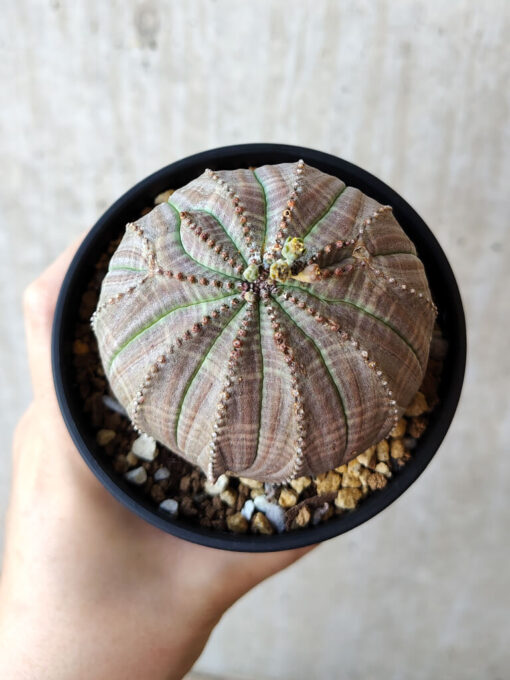 【現品限り】ユーフォルビア・オベサ【V56】 Euphorbia obesa【植物】塊根植物 夏型 コーデックス - 画像 (2)