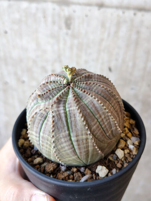 【現品限り】ユーフォルビア・オベサ【V56】 Euphorbia obesa【植物】塊根植物 夏型 コーデックス - 画像 (5)