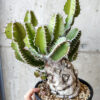 【現品限り】ユーフォルビア・ムランジーナ 現地株 発根済み 長期管理【V57】 Euphorbia mlanjeana【植物】塊根植物 夏型 コーデックス
