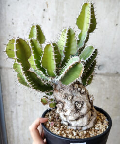 【現品限り】ユーフォルビア・ムランジーナ 現地株 発根済み 長期管理【V57】 Euphorbia mlanjeana【植物】塊根植物 夏型 コーデックス