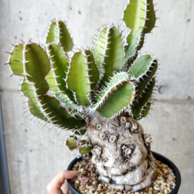 【現品限り】ユーフォルビア・ムランジーナ 現地株 発根済み 長期管理【V57】 Euphorbia mlanjeana【植物】塊根植物 夏型 コーデックス