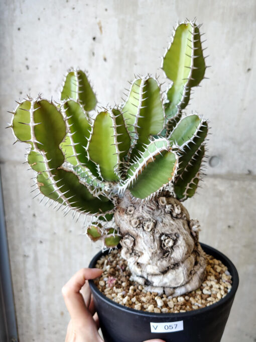 【現品限り】ユーフォルビア・ムランジーナ 現地株 発根済み 長期管理【V57】 Euphorbia mlanjeana【植物】塊根植物 夏型 コーデックス
