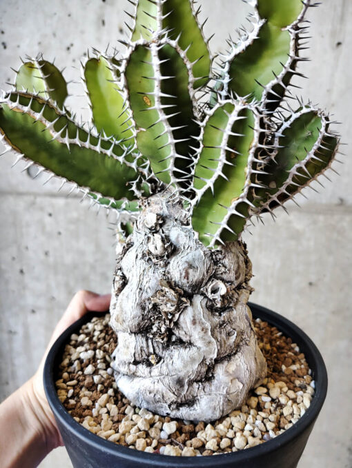 【現品限り】ユーフォルビア・ムランジーナ 現地株 発根済み 長期管理【V57】 Euphorbia mlanjeana【植物】塊根植物 夏型 コーデックス - 画像 (3)