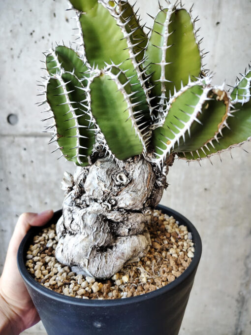 【現品限り】ユーフォルビア・ムランジーナ 現地株 発根済み 長期管理【V57】 Euphorbia mlanjeana【植物】塊根植物 夏型 コーデックス - 画像 (4)