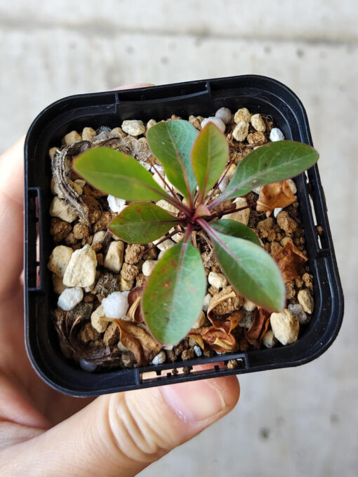 【現品限り】フォークイエリア・ファシクラータ【V5】 Fouquieria fasciculata【植物】塊根植物 夏型 コーデックス - 画像 (2)