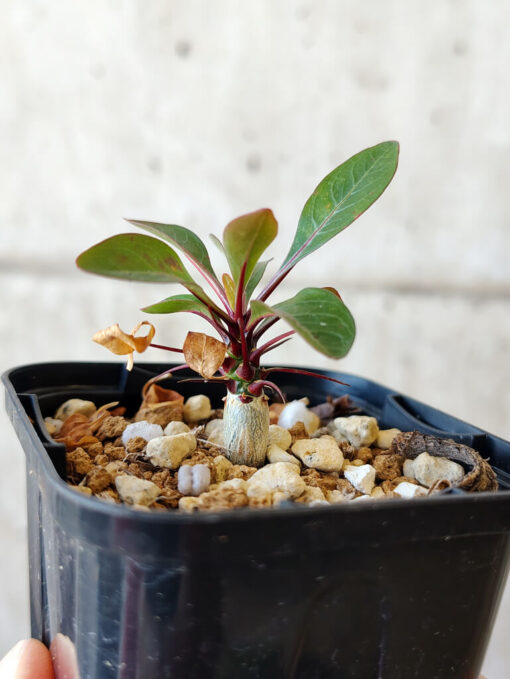 【現品限り】フォークイエリア・ファシクラータ【V5】 Fouquieria fasciculata【植物】塊根植物 夏型 コーデックス - 画像 (3)