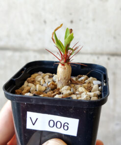 【現品限り】フォークイエリア・プルプシー【V6】 Fouquieria purpusii【植物】塊根植物 夏型 コーデックス