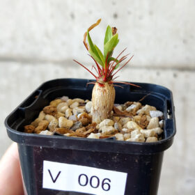 【現品限り】フォークイエリア・プルプシー【V6】 Fouquieria purpusii【植物】塊根植物 夏型 コーデックス
